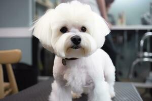 cuidando para un Corte de pelo para un mascota, aseo un blanco pequeño perro a el Barbero, de cerca. ai generado. foto