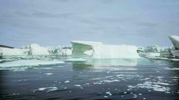 An Actively Calving Glacier with Wildlife video