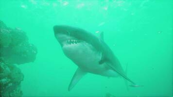large great white shark swims near the surface off the coast video