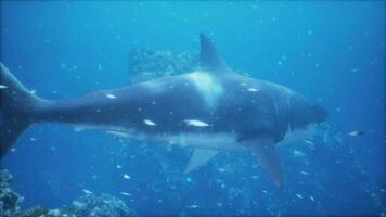 coral reef and an enormous white shark in the view video