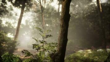 morgonljus i vacker djungelträdgård video