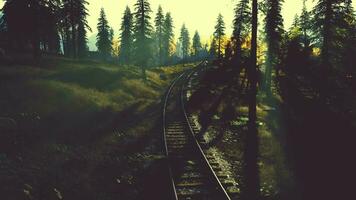 Decrepit railway snaking through a grove of evergreens at dusk video