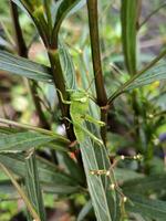 A green grasshopper is perched and eating plant leaf photo