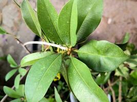 sapodilla leaf shoots with fruit ovaries photo