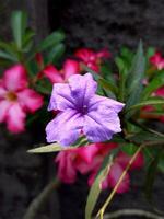 Minnieroot or Ruellia tuberosa flower, also known as Popping pod, Sheep potato, Fever root among the Adenium obesum multiflorum or Desert Rose flowers photo