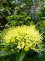 Golden Penda Flowersor Xanthostemon chrysanthus are blooming photo