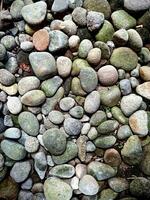 rounded gravel stone in my backyard photo