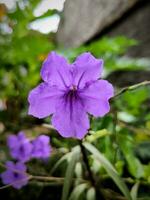 Ruellia tuberosa flowers also known as minnieroot, fever root, snapdragon root and sheep potato photo