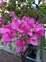 Paper flowers or bougainvillea or Bougainvillea spectabilis has orange or violet colour and it's pistil is white photo