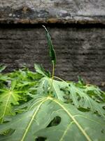 Green papaya leaves with a unique texture photo