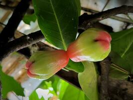 Young water apple fruit or Syzygium aqueum with two colors photo