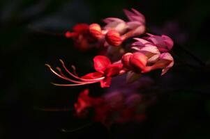 belleza arbusto flor o Clerodendrum thomsoniae foto