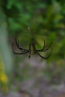 Giant Wood spider or Nephila pilipes macro photo in the backyard