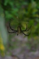 gigante madera araña o nephila pilipes macro foto en el patio interior