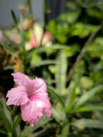 ruellia tuberosa flores además conocido como minnieroot, fiebre raíz, boca de dragón raíz y oveja patata foto
