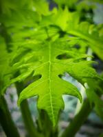 Green papaya leaves with a unique texture photo