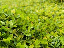 Arachis grass or perennial peanut or pinto peanut or pintoy are vines photo