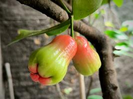 Young water apple fruit or Syzygium aqueum with two colors photo