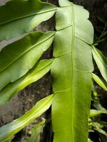 Wijayakusuma plant or fishbone cactus or Disocactus anguliger photo