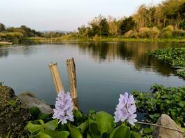 Beautiful Common Water Hyacinth or Eichhornia crassipes flowers on the river bank, with beautiful view in the background photo