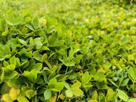 Green leaves of arachis or pintoy or perennial peanut photo