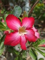 Japón adenium o adenium obesum flor es floreciente foto