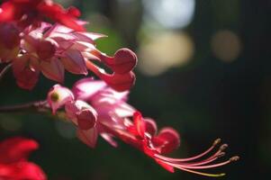 belleza arbusto flor o Clerodendrum thomsoniae foto