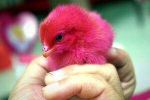 Cute and adorable colored chicks photo