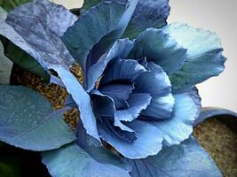 Blaukraut or Red cabbage or Brassica oleracea photo