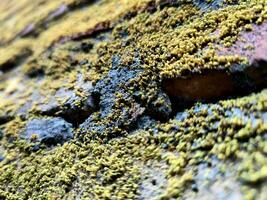 Mossy and slightly weathered brick wall masonry for background photo