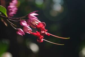 belleza arbusto flor o Clerodendrum thomsoniae foto