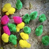 Cute and adorable colored chicks photo