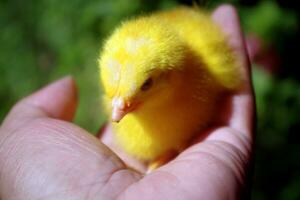 Cute and adorable colored chicks photo