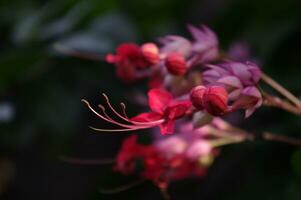 belleza arbusto flor o Clerodendrum thomsoniae foto