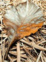 Dry teak leaf on the bamboo leaves photo