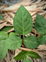 Green leaves among scattered dried bamboo leaves photo