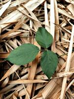 Green leaves among scattered dried bamboo leaves photo