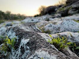 Grass growing on mossy rocks photo