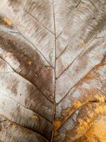 Dry teak leaf on the bamboo leaves photo