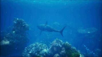 great white shark swimming over the bottom at the Neptune Islands video