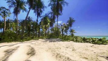 View of nice tropical beach with palms around video