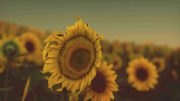 zonsondergang landschap Bij zonnebloem veld- video