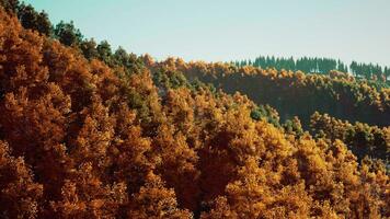 Magical yellow trees glowing in the sun video