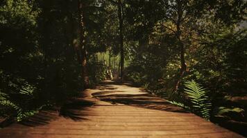 vieux en bois sentier méandres par une jungle allumé par brillant Soleil video