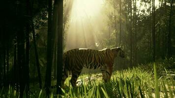 no meio a denso bambu uma tigre permanece imóvel procurando para Está Próximo refeição video