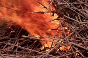 burning wood in the forest. photo