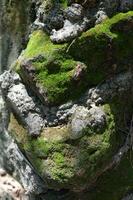 green moss on the big stone photo