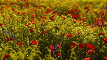 bellissimo soleggiato giorno nel campagna video