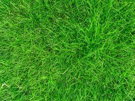 background from green grass texture photo