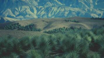le rocheux paysage de le californien mojave désert avec vert arbustes video